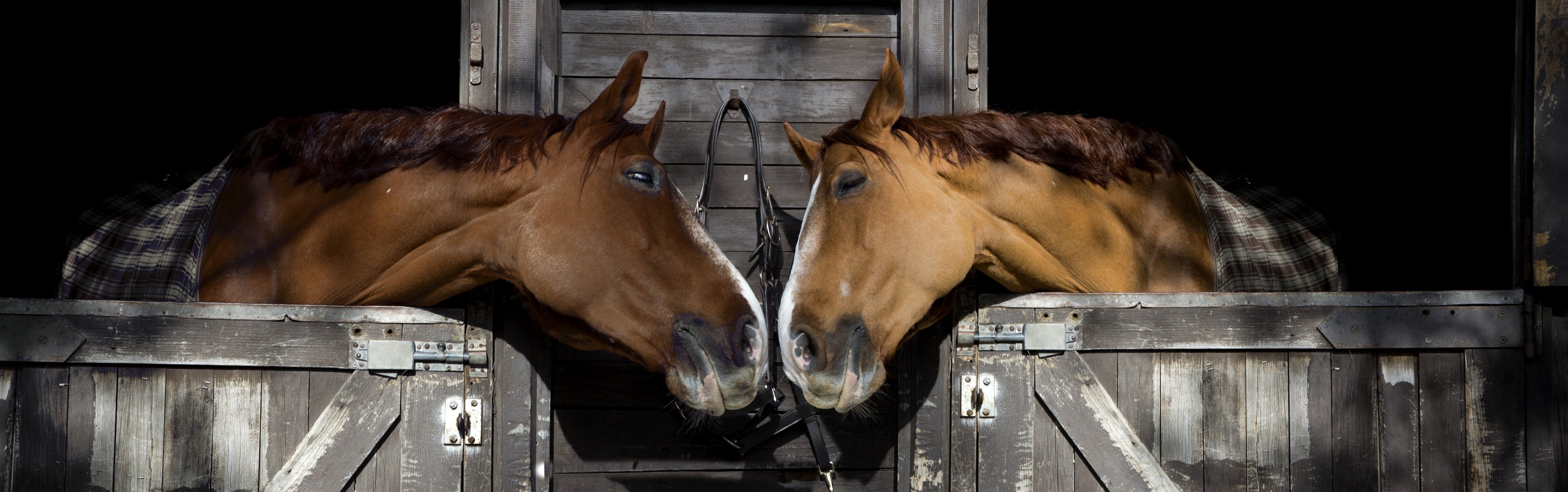 Loss Of Weight With This Formula You Calculate The Weight Of Your Horse loss-of-weight-with-this-formula-you-calculate-the-weight-of-your-horse